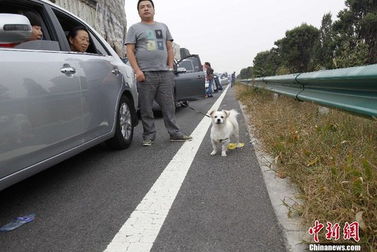 10月1日，国庆放假首日，大广高速安阳段北京方向，一大早即开始再现大堵车。图为一车主在高速路上遛狗。中新社发 王中举 摄